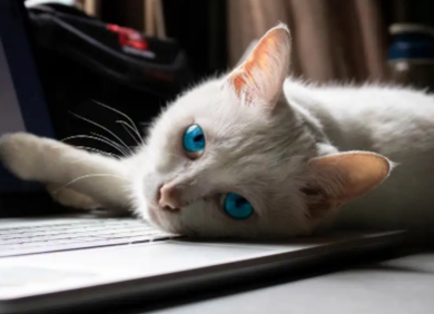 为什么猫咪喜欢趴在电脑上，看完你就明白了！
