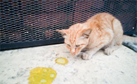 小猫吐奶还拉肚子是怎么回事吃什么药