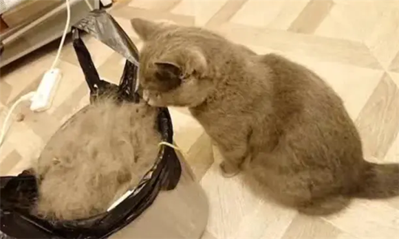 猫为什么拉稀怎么办 猫为什么拉稀怎么办