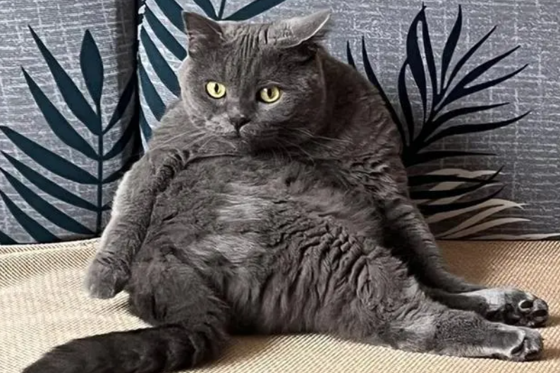年轻人给宠物买保险：猫猫狗狗看病比人贵