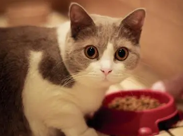两个月的猫大概多少斤