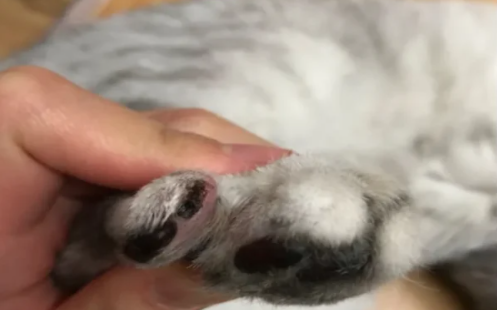 猫指甲被剪出血了会怎么样，会不会死