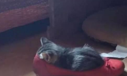 你家喵钻过的最小空间是什么？看看网友家的猫都奇葩到什么地步
