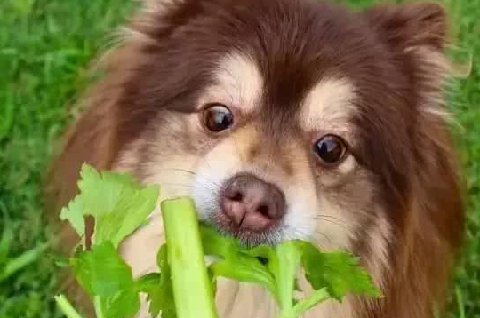 狗可以吃芹菜吗”