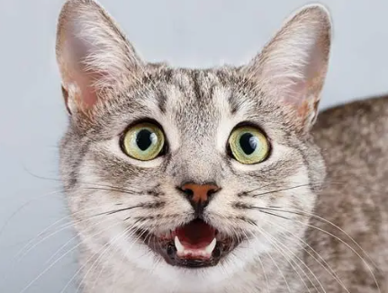 猫使劲生不出来怎么办