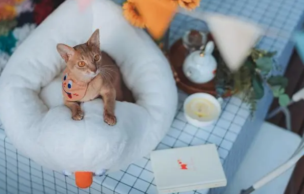 花了大价钱买了猫窝,但家里的猫咪不怎么用,要做好这几点! 花了大价钱买了猫窝,但家里的猫咪不怎么用,要做好这几点!