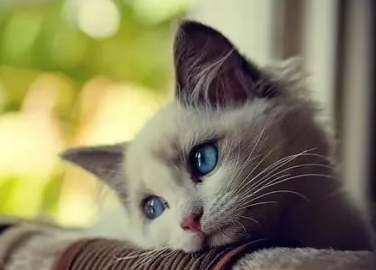 小奶猫一直叫是什么原因？看过来。