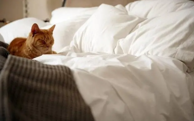 猫咪来新家,猫窝有哪些选购要求,给喵喵一个舒适的家 猫咪来新家,猫窝有哪些选购要求,给喵喵一个舒适的家