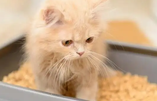 小猫尿血怎么回事