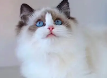 布偶猫什么时候炸毛?想了解的看过来! 布偶猫什么时候炸毛?想了解的看过来!
