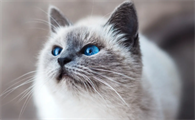 猫咪拉肚子还有点拉血怎么办呢