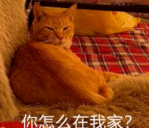 网友户外露营,一觉醒来发现身边多了一只猫 网友户外露营,一觉醒来发现身边多了一只猫