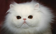 两个月的猫一天大便四五次正常吗