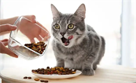 100克猫粮是多少