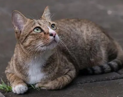 猫脊椎受伤瘫痪能活多久