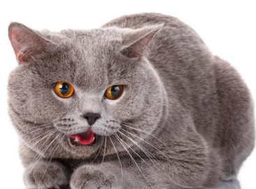 猫咪嘴巴里面一股死鱼臭味 猫咪嘴巴里面一股死鱼臭味