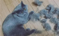 宠物猫掉毛严重怎么办