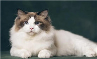 布偶猫价格一览表2022