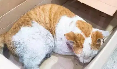 猫吃老鼠药能自己恢复吗
