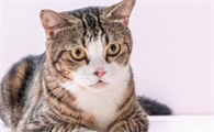 猫皮下补液后突然死了正常吗