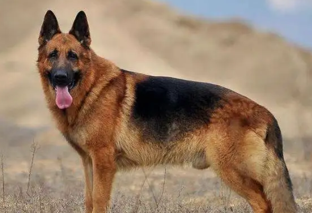 德国牧羊犬的四大品种，你了解多少？