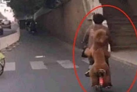 奶奶骑电动车带泰迪去买菜,狗狗乖巧的抱着奶奶的腰,像个小孩子 奶奶骑电动车带泰迪去买菜,狗狗乖巧的抱着奶奶的腰,像个小孩子