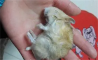 仓鼠假死眼睛是睁开还是闭上