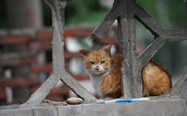 流浪猫吃什么牌子猫粮最好 流浪猫吃什么牌子猫粮最好