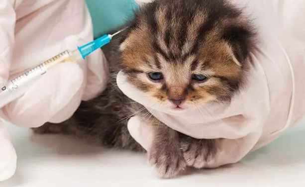 猫咪体外驱虫中毒了怎么救 猫咪体外驱虫中毒了怎么救