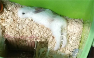 兔子拉稀会不会死掉呀
