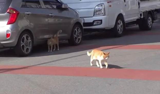 流浪猫白天都很困，好奇跟拍行踪，原因感人