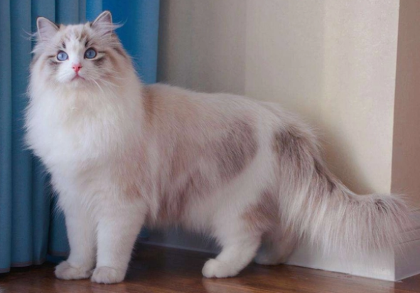 布偶猫白耳遗传的几率?原来这么高 布偶猫白耳遗传的几率?原来这么高
