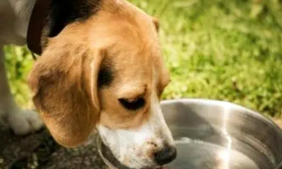 幼犬为什么不能多喝水呢
