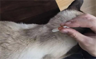 小猫多大可以体外驱虫了