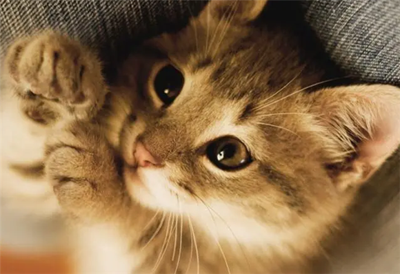 怎样判断猫有没有携带狂犬病