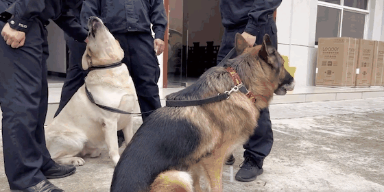 警犬吃太胖被要求减肥,遭5000万网友围观 警犬吃太胖被要求减肥,遭5000万网友围观
