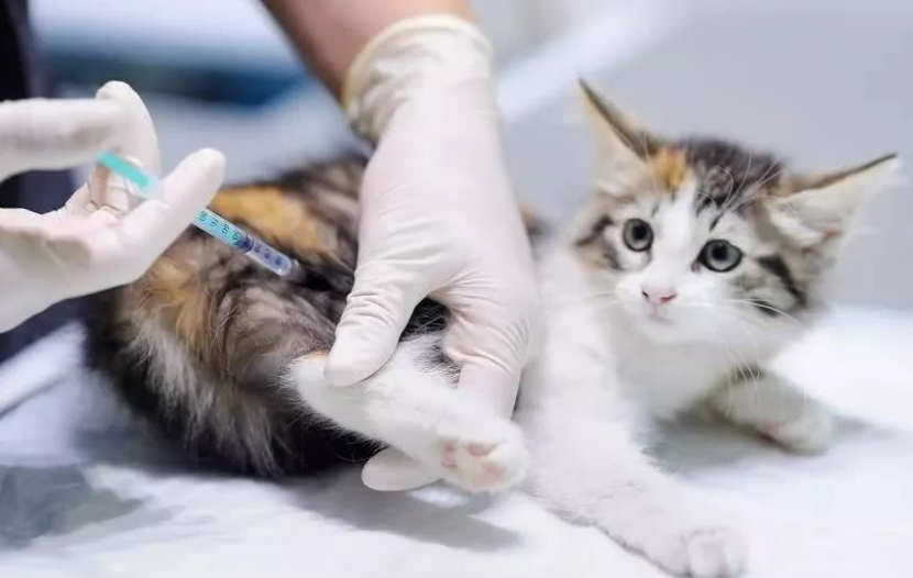 猫多大打疫苗比较好一点