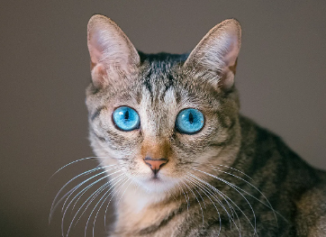 猫咪频繁的舔毛正常吗