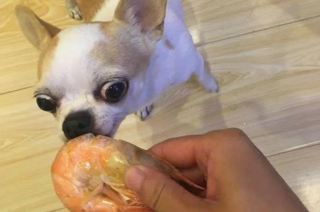 狗狗能吃虾吗