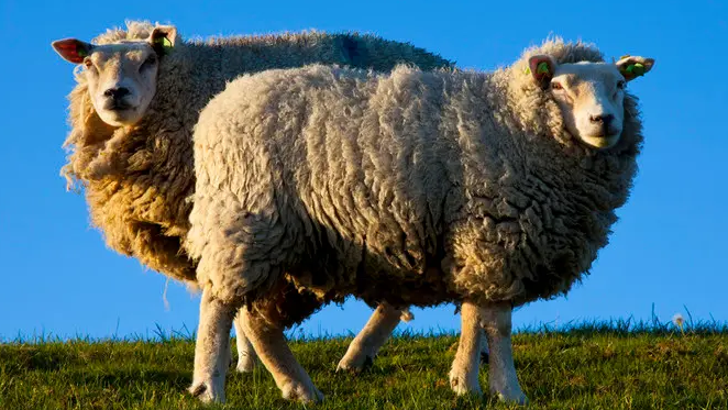 羊群马路“散步”辅警当起“羊倌”行车途中遇动物拦路可采取多种规避风险措施