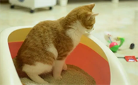 猫拉屎不埋什么原因引起的
