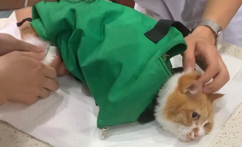 猫胰腺炎症状