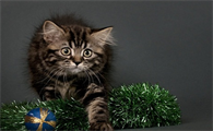 猫上吐下泻怎么紧急处理