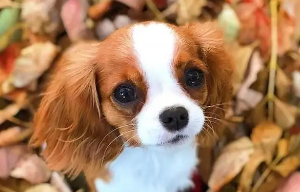 狗狗拔掉蜱虫后有个包怎么办
