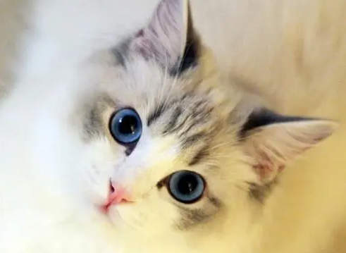 母猫生产前一周的征兆有哪些