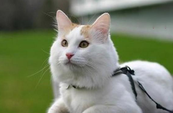 猫咪睡觉的时候抽搐是什么原因
