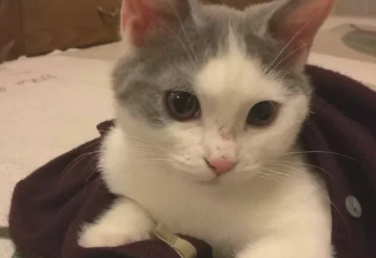出生5天的小猫怎样看公母呢 出生5天的小猫怎样看公母呢