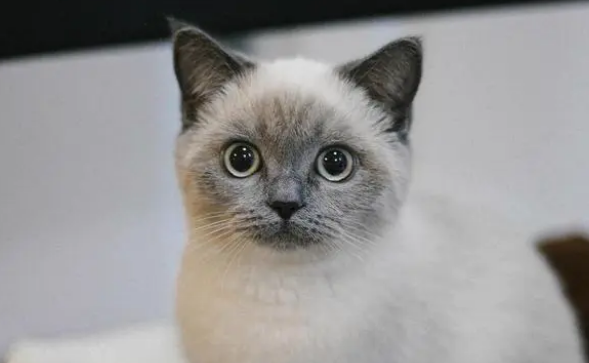 小公猫几个月可以绝育手术