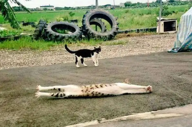 路上看见一只猫觉得它身体好长,网友们又拿来恶搞,根本就不科