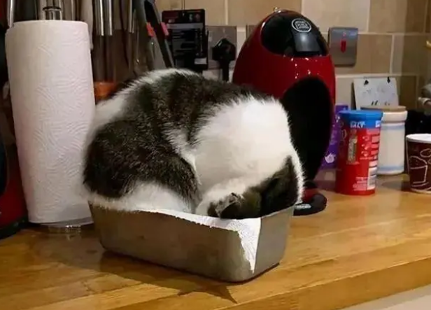 猫咪为什么不睡猫窝?原来它最喜欢的地方是这 猫咪为什么不睡猫窝?原来它最喜欢的地方是这